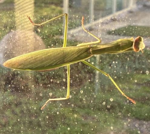 communist mantis 2.jpg